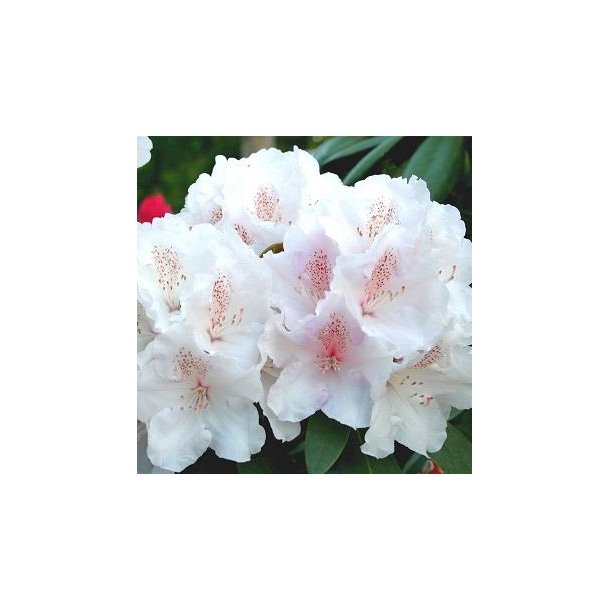 Rhododendron yak. 'Schneekrone'