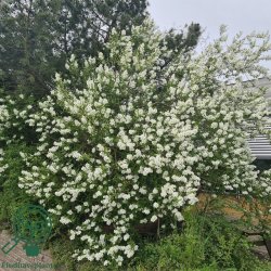 Perlebusk "The Bride"