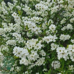 Perlebusk "The Bride"