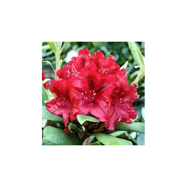 Rhododendron 'Erato'