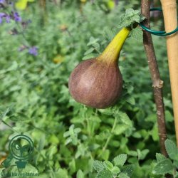 Figentr� 'R�sn�s'