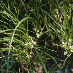 T�rstetr� 'Fine Line'