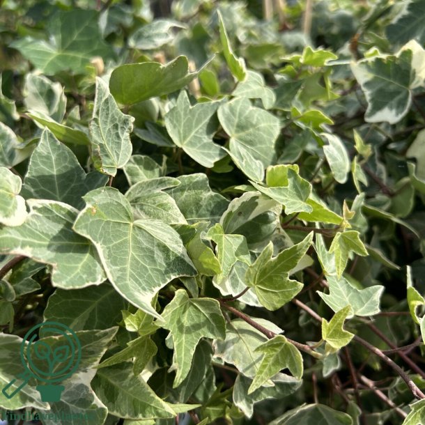 Hedera helix 'Little Diamond'