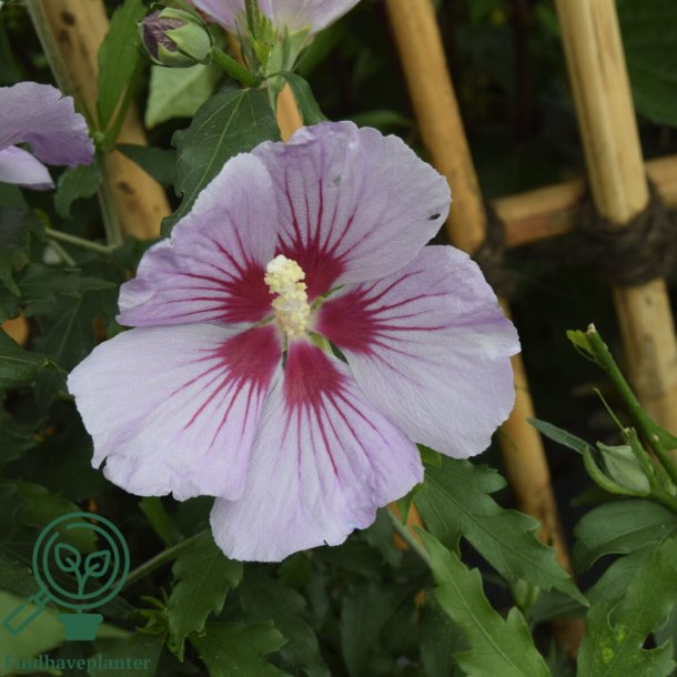 Syrisk rose 'Little Legends Pink'