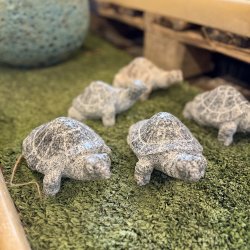 Skildpadde