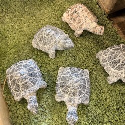 Skildpadde