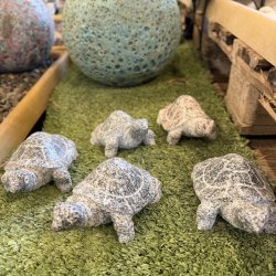 Skildpadde
