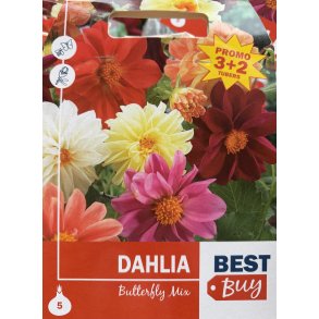 Dahlia 'Butterfly mix'
