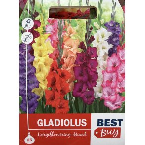 Gladiolus 'Mixed'