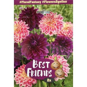 Dahlia 'FloralFantasy'