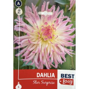 Dahlia 'Star Surprice'