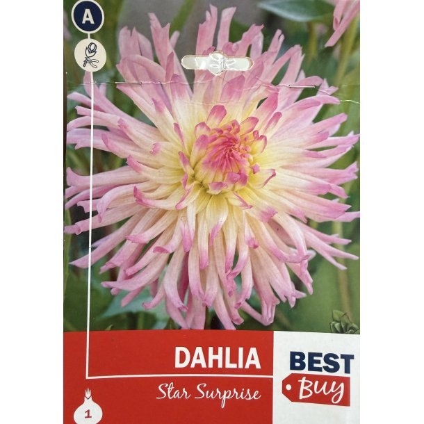 Dahlia 'Star Surprice'