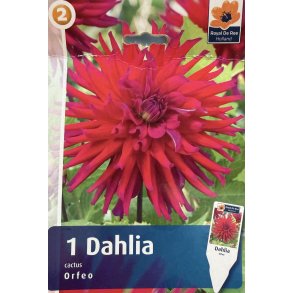 Dahlia 'Orfeo'