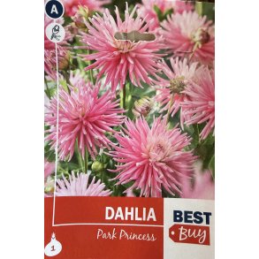 Dahlia 'Park Princess'