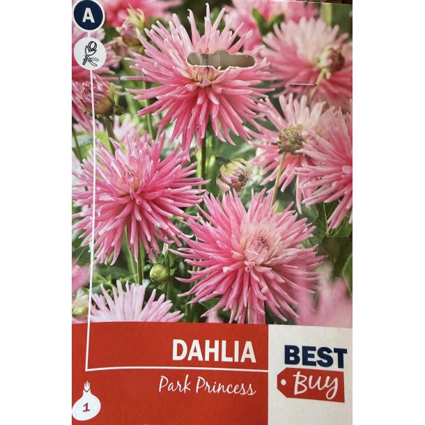 Dahlia 'Park Princess'