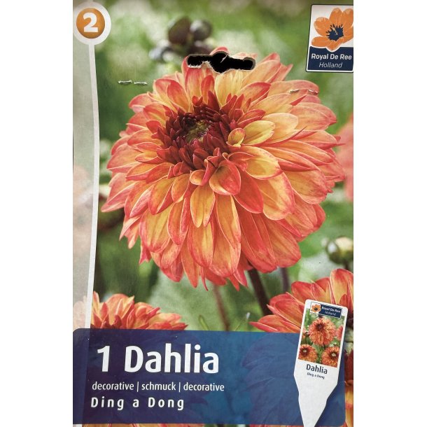 Dahlia 'Ding a Dong'