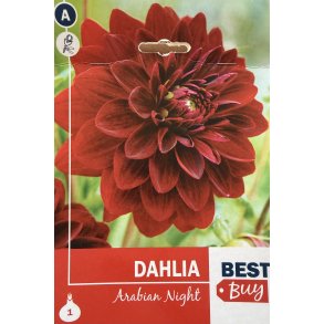 Dahlia 'Arabian Night'
