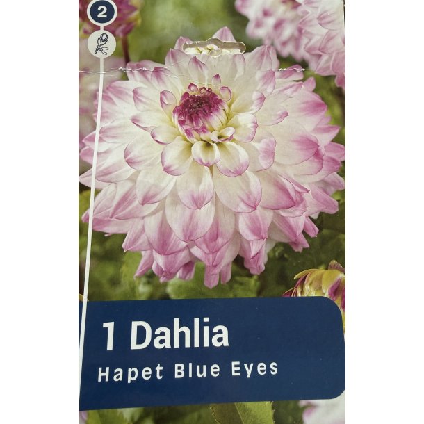 Dahlia 'Hapet Blue Eyes'