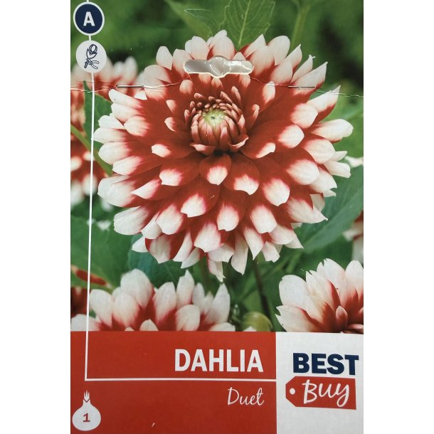 Dahlia 'Duet'