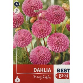 Dahlia 'Franz Kafka'