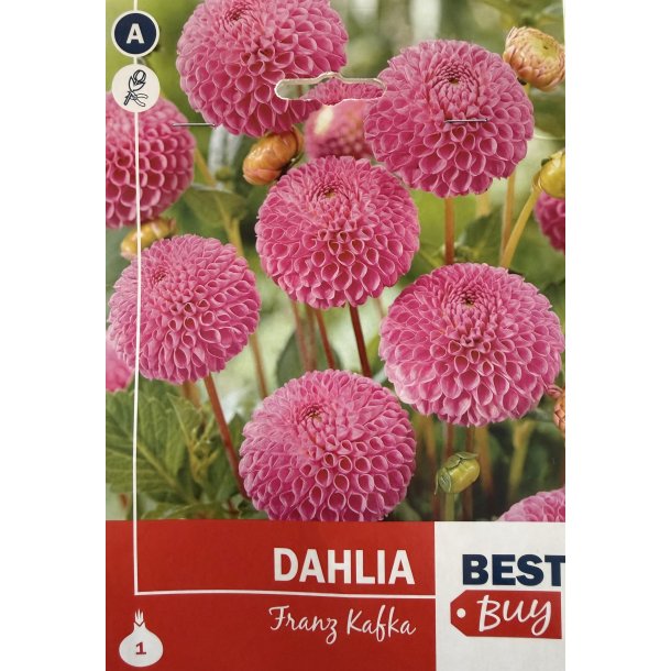 Dahlia 'Franz Kafka'