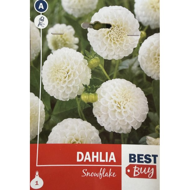 Dahlia 'Snowflake'