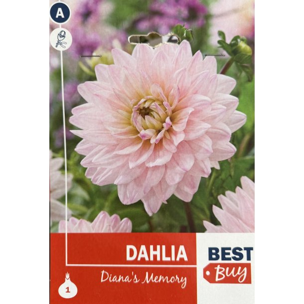 Dahlia 'Diana's Memory'