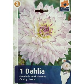Dahlia 'Crazy Love'