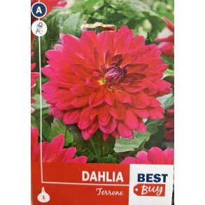 Dahlia 'Terrone'