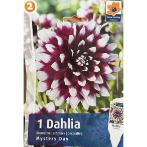 Dahlia 'Mystery day'