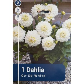 Dahlia 'Go-Go White'