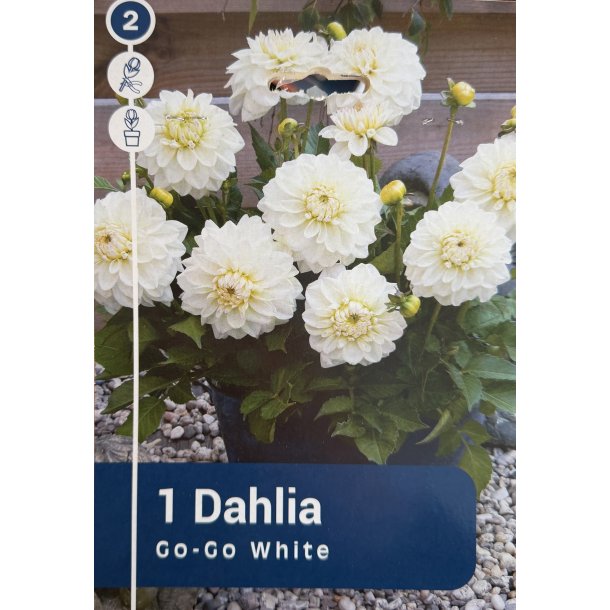 Dahlia 'Go-Go White'