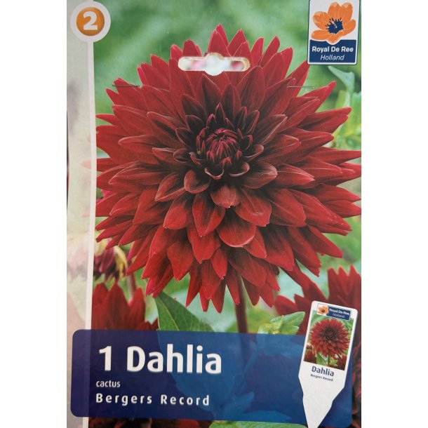 Dahlia 'Bergers Record'