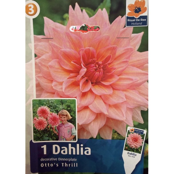 Dahlia 'Otto's Thrill'