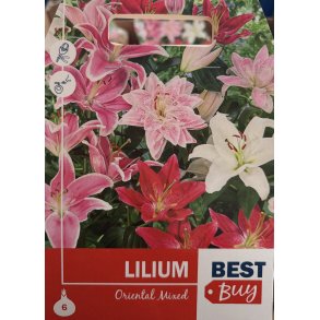 Liljer Oriental mix