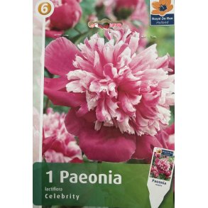 Silkep�on 'Celebrity'