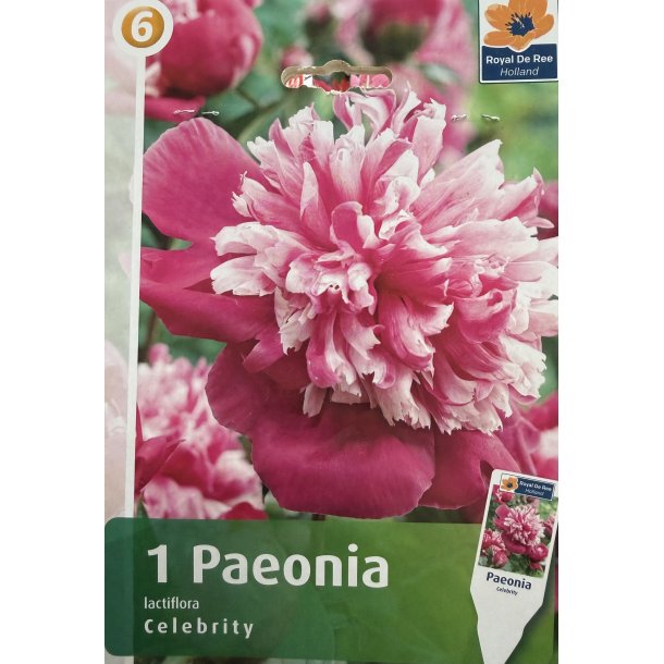 Silkep�on 'Celebrity'