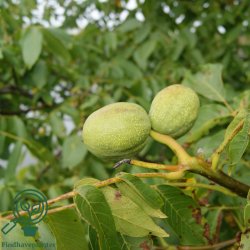 Valn�d 'Broadview'