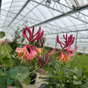 Kaprifolie Heckrottii