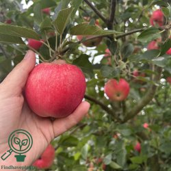 �bletr� "Discovery"