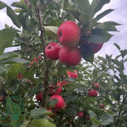 �bletr� "Discovery"