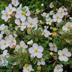 Potentilla 'Abbotswood'