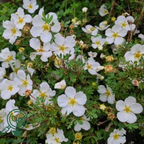 Potentilla 'Abbotswood'