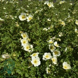 Potentilla "Limelight"