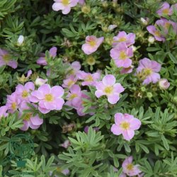 Potentilla "Lovely Pink"