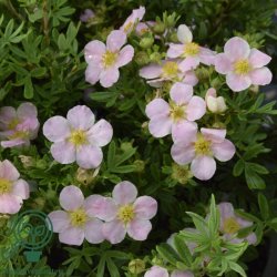 Potentilla "Lovely Pink"