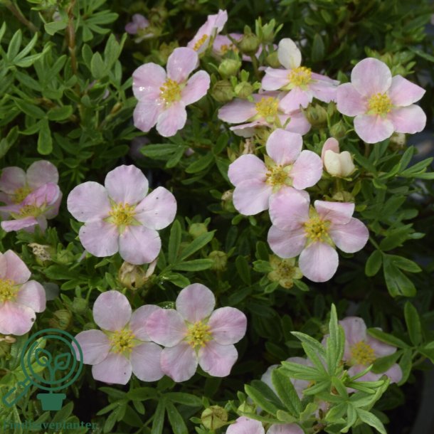 Potentilla "Lovely Pink"