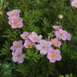 Potentilla "Lovely Pink"