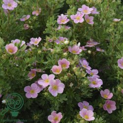 Potentilla "Lovely Pink"