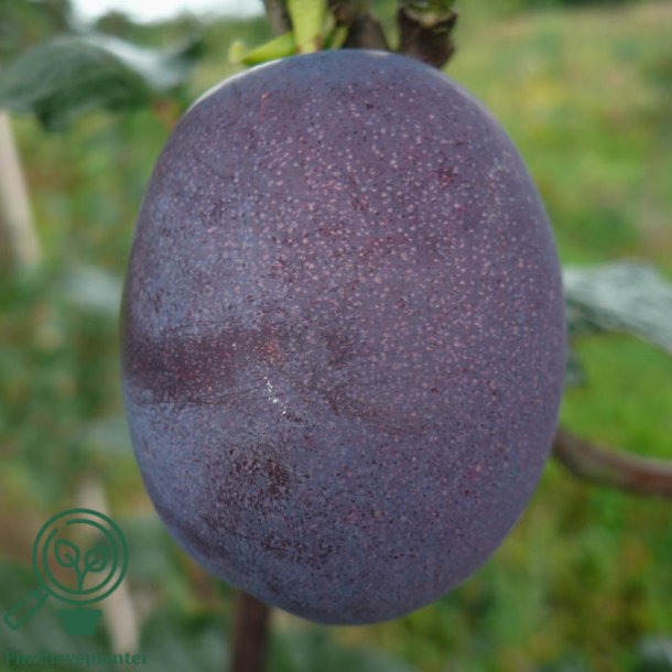 Blommetr� "R.C. Althans"